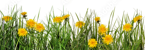 Plakat na zamówienie pissenlits et herbes sauvages sur fond blanc