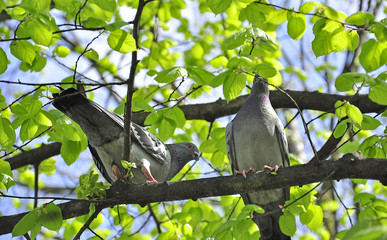 Two pigeon sitting on the tree