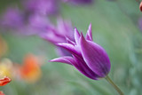 Fototapeta Tulipany - violet close-up tulip