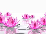 Lotusblüten im Wasser