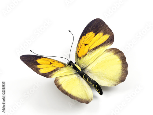 Fotografía Butterfly - 3d render illustration on white background.