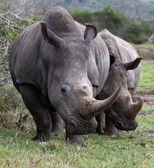 Wall Mural - white rhino pair
