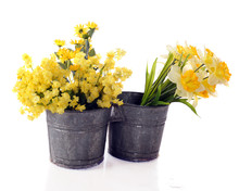 Cut Yellow Spring Flowers
