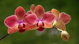 Fototapeta Kwiaty - Orchidées