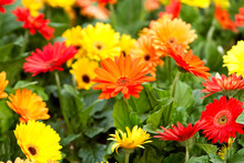 Red And Yellow Daisies