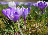 krokusse