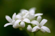 Waldmeister (Galium Odoratum) Blüten