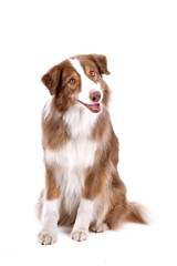 Wall Mural - border collie dog looking happy