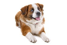 Mixed Breed, St. Bernard Dog Isolated On A White Background