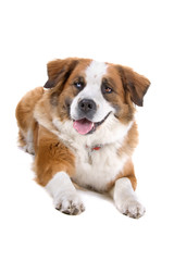 Wall Mural - front view of a mixed breed ,St. Bernard dog