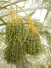 Green Unripe Dates Bunches