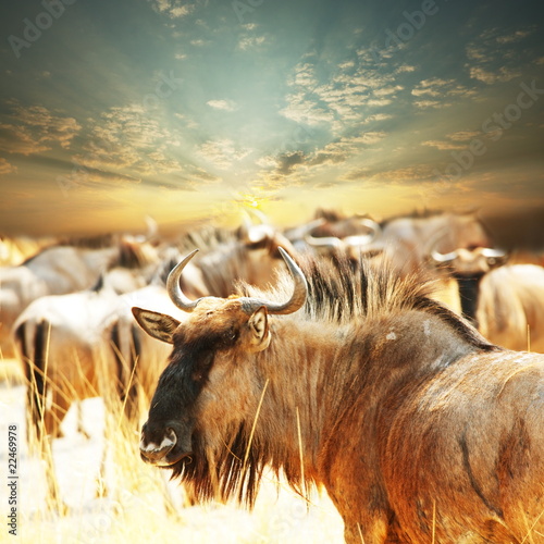 Nowoczesny obraz na płótnie Antelope