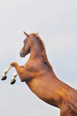 Wall Mural - horse rearing up