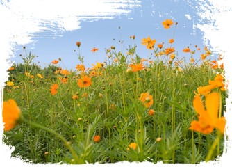 Forest of orange flowers isolated on white