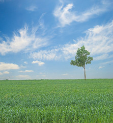 tree in field