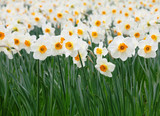 Fototapeta Tulipany - Daffodils