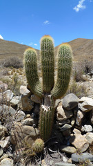 Wall Mural - Cactus