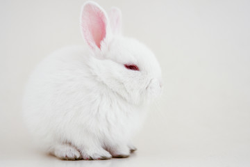 White rabbit on white background