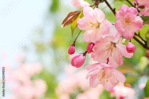 Spring flower
