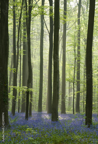 Fototapeta na wymiar bois de halle Verypics