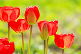 Fototapeta Kwiaty - red tulips