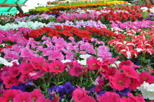 Colorful Flowers Ready For Sale