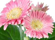 Pink Gerbera Flowers