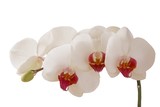Fototapeta Storczyk - orchid