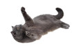 © grauvision - British cat is lying on his back