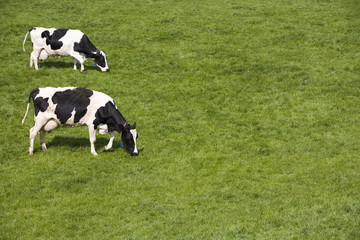 Wall Mural - Dutch cows