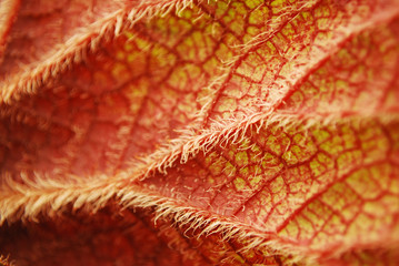 Wall Mural - leaf closeup