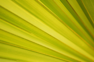 Wall Mural - leaf closeup