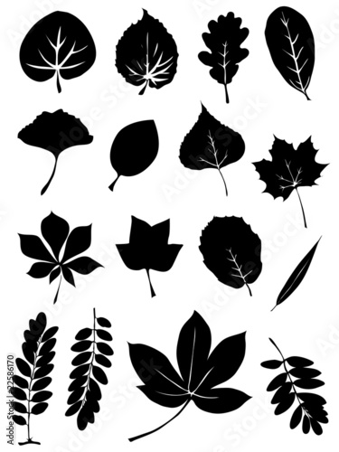 Feuilles D Arbre Stock Vector Adobe Stock