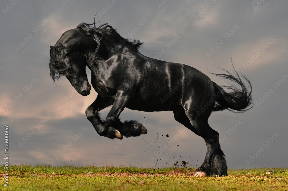 black friesian stallion gallop in sunset - obrazy, fototapety, plakaty 