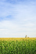 canvas print picture Corn field with silos