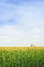 Corn Field With Silos