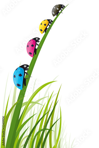 Fotografía Coccinelles des couleurs de l'imprimerie dans l'herbe