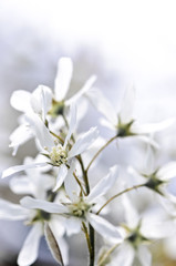 Wall Mural - Gentle white spring flowers