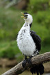 cormoran pie,phalacrocorax melanoleucos