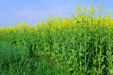 Wall Mural - Raps -  Rapeseed 49