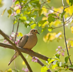 Sticker - Mourning Dove, Zenaida macroura