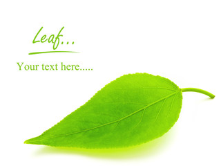 green leaf