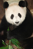 Fototapeta Zwierzęta - giant panda bear