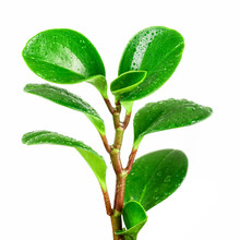 Ficus Plant Closeup