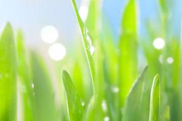 Wall Mural - fresh wet grass in sun rays, closeup