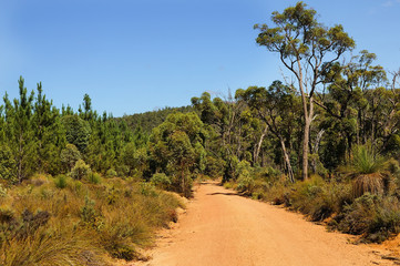 Wall Mural - The road