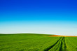 © Kavita - Green wheat fields with blue
