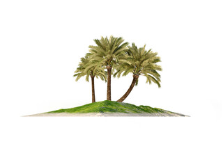 island tree palm 3d cg