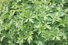 A Background Of Bright Green Geranium Leaves.