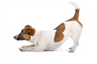 side view of a jack russel terrier dog playing